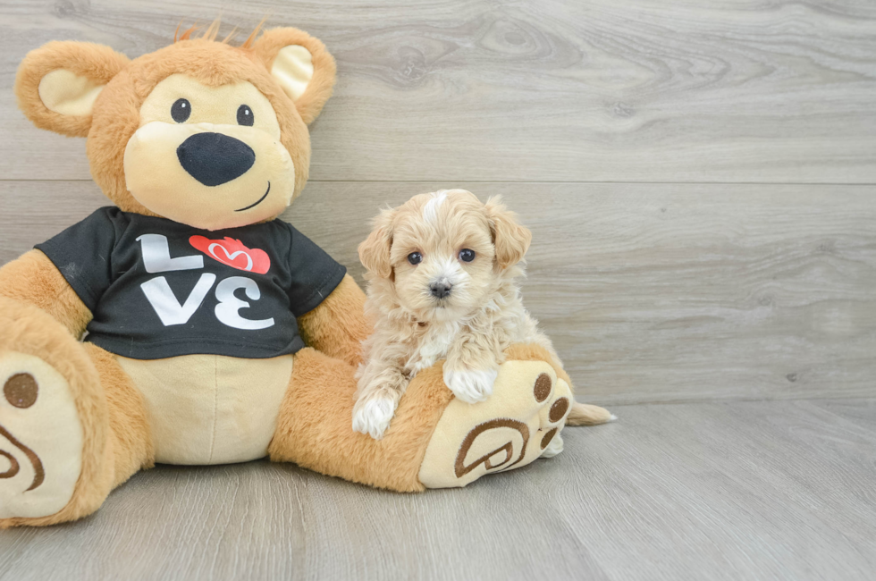 6 week old Maltipoo Puppy For Sale - Premier Pups