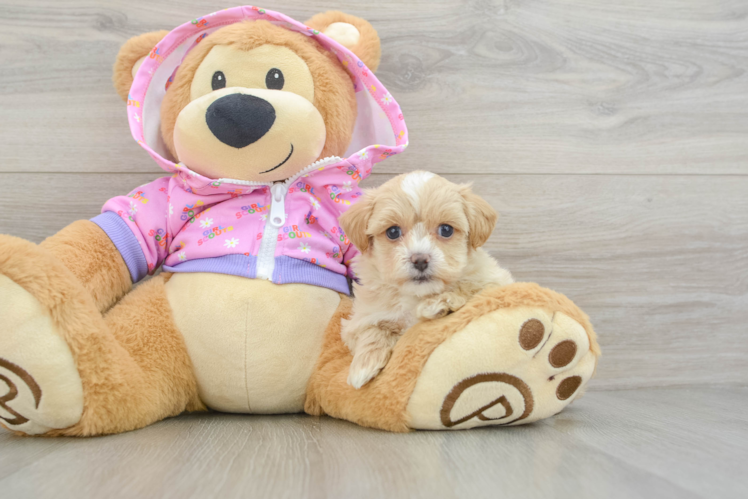 Maltipoo Puppy for Adoption