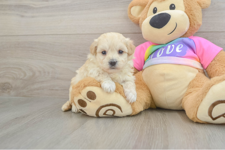 Petite Maltipoo Poodle Mix Pup