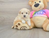 8 week old Maltipoo Puppy For Sale - Premier Pups