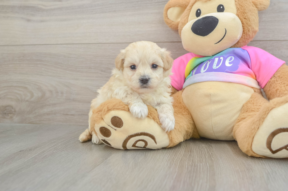 5 week old Maltipoo Puppy For Sale - Premier Pups