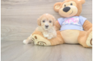 Best Maltipoo Baby