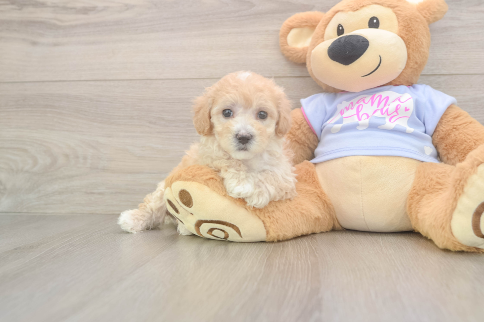 Best Maltipoo Baby