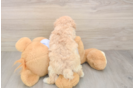 Maltipoo Puppy for Adoption