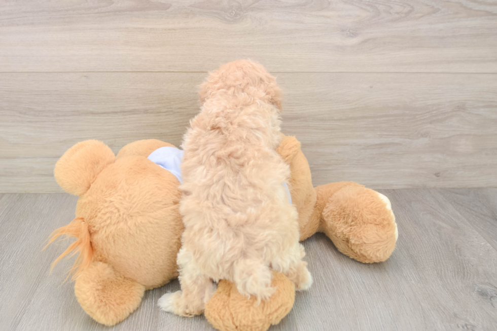 Maltipoo Puppy for Adoption