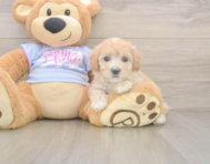 8 week old Maltipoo Puppy For Sale - Premier Pups