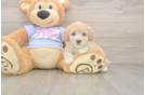 Popular Maltipoo Poodle Mix Pup