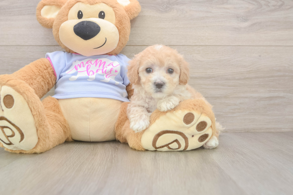 Popular Maltipoo Poodle Mix Pup