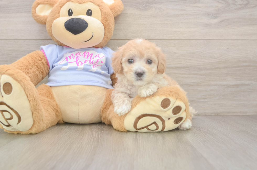 5 week old Maltipoo Puppy For Sale - Premier Pups