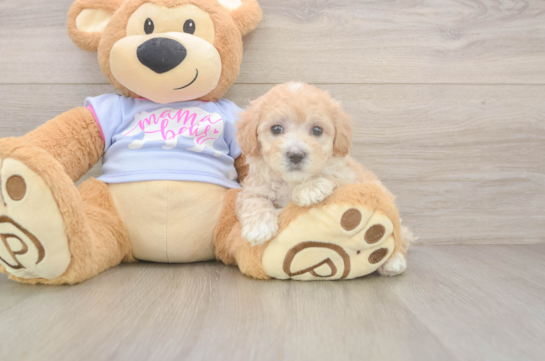 Popular Maltipoo Poodle Mix Pup