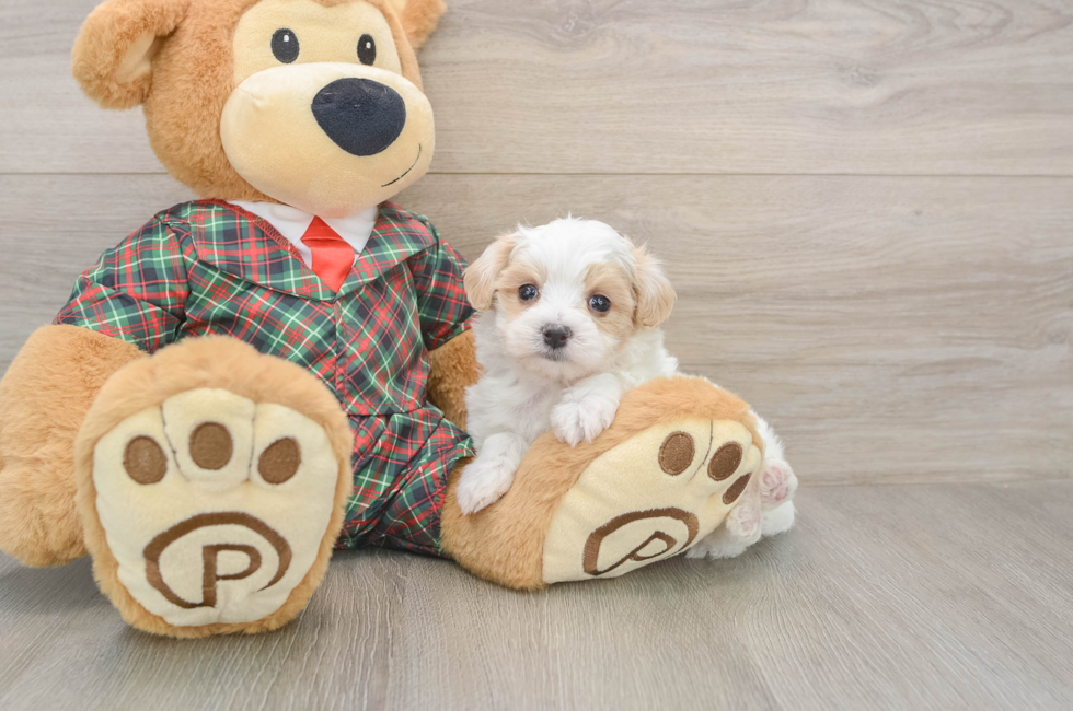 5 week old Maltipoo Puppy For Sale - Premier Pups