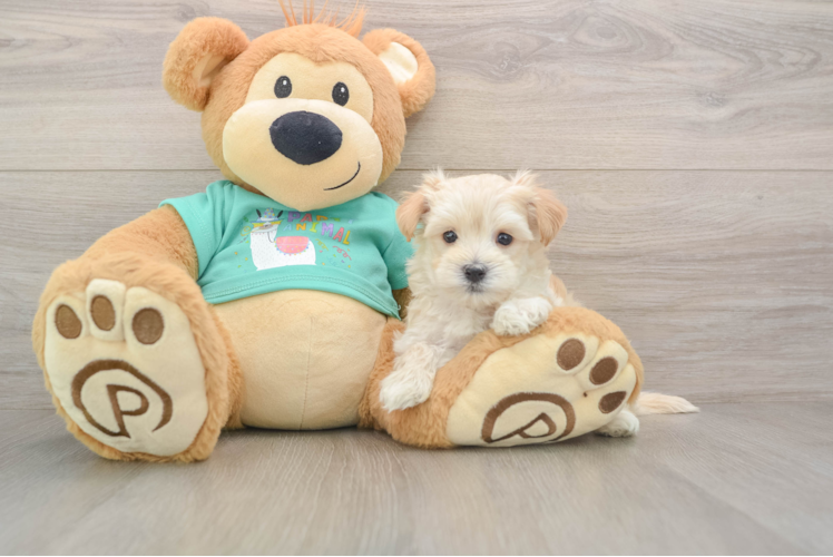 Maltipoo Puppy for Adoption