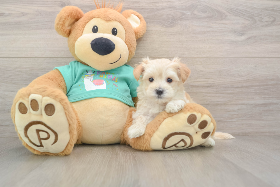 Maltipoo Puppy for Adoption