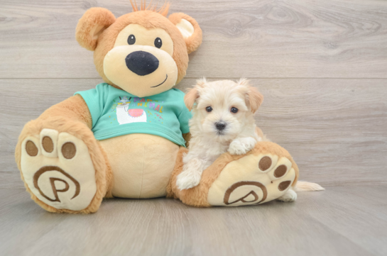 Maltipoo Puppy for Adoption