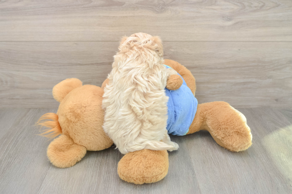 Hypoallergenic Malt a Poo Poodle Mix Puppy