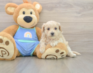 8 week old Maltipoo Puppy For Sale - Premier Pups