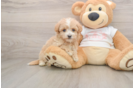 Cute Maltipoo Baby