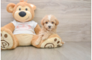 Maltipoo Puppy for Adoption