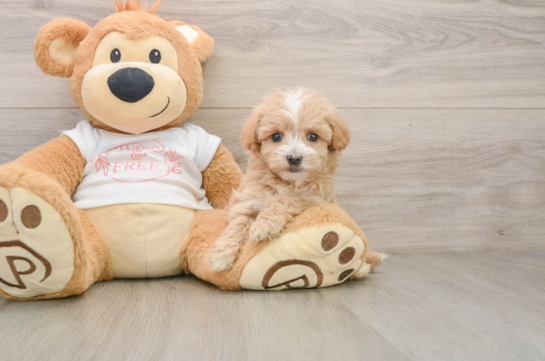 Maltipoo Puppy for Adoption