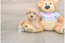 Hypoallergenic Moodle Poodle Mix Puppy