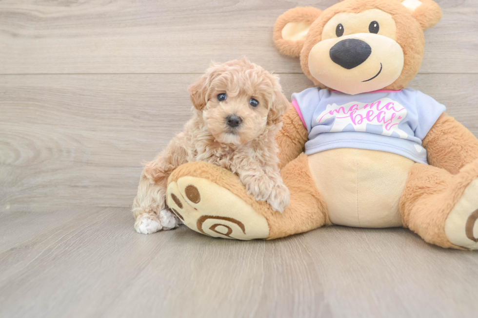 Hypoallergenic Moodle Poodle Mix Puppy