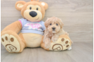 Energetic Malt Oodle Poodle Mix Puppy