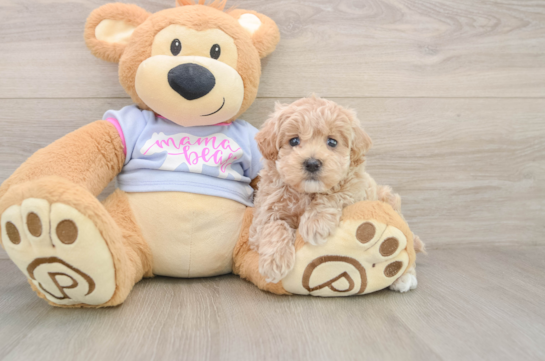 Energetic Malt Oodle Poodle Mix Puppy
