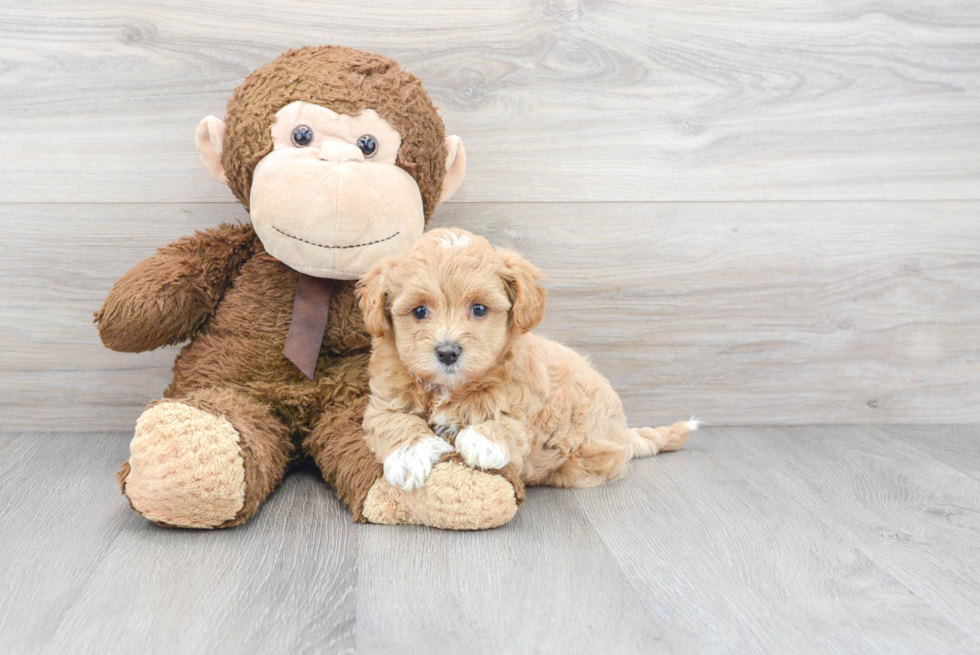 Energetic Maltese Poodle Poodle Mix Puppy