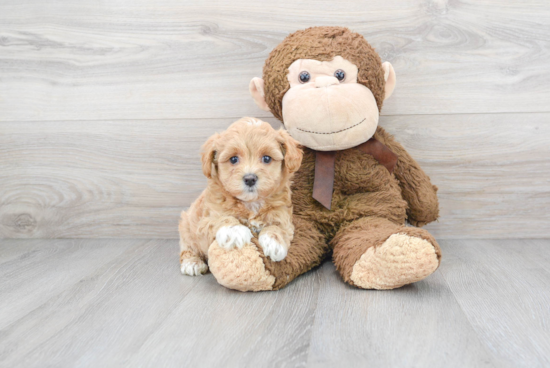 Small Maltipoo Baby