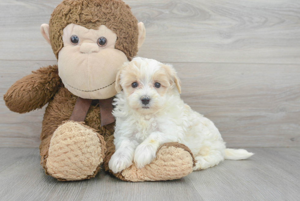 Maltipoo Puppy for Adoption