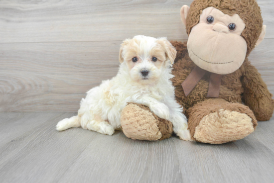 Smart Maltipoo Poodle Mix Pup