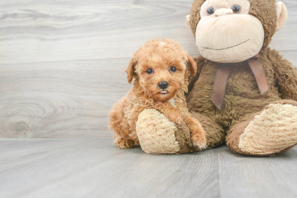 Energetic Maltese Poodle Poodle Mix Puppy