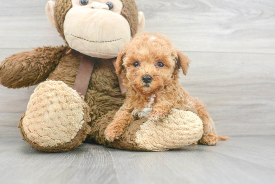 Best Maltipoo Baby