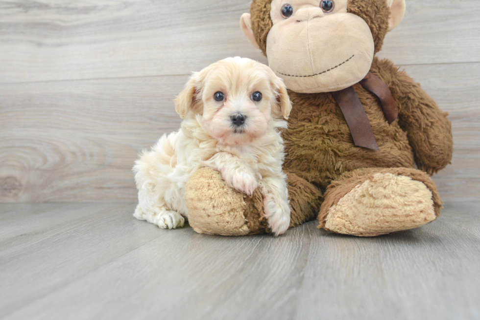 Maltipoo Pup Being Cute