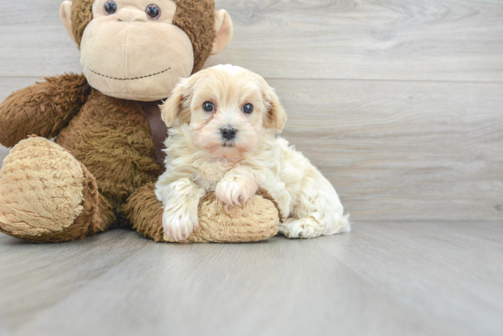 Maltipoo Puppy for Adoption