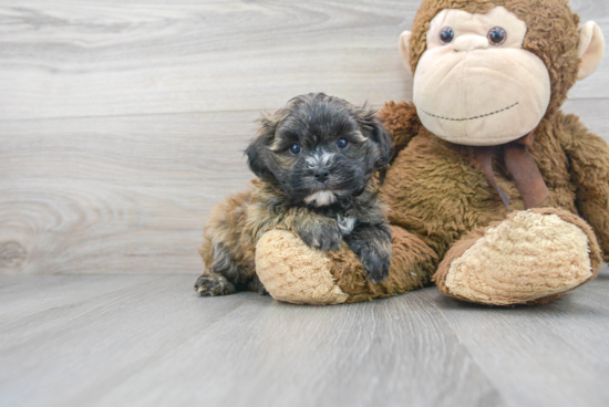 Maltipoo Puppy for Adoption