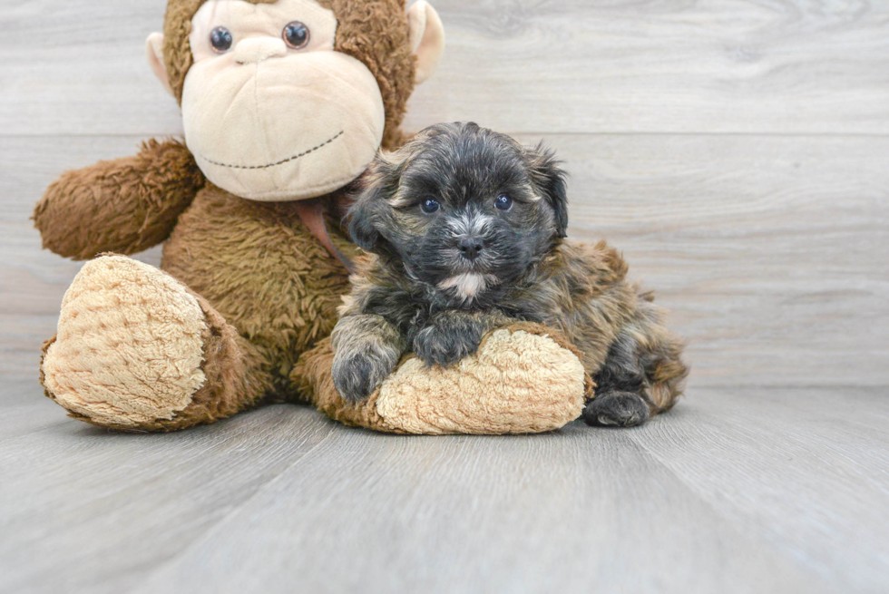 Best Maltipoo Baby