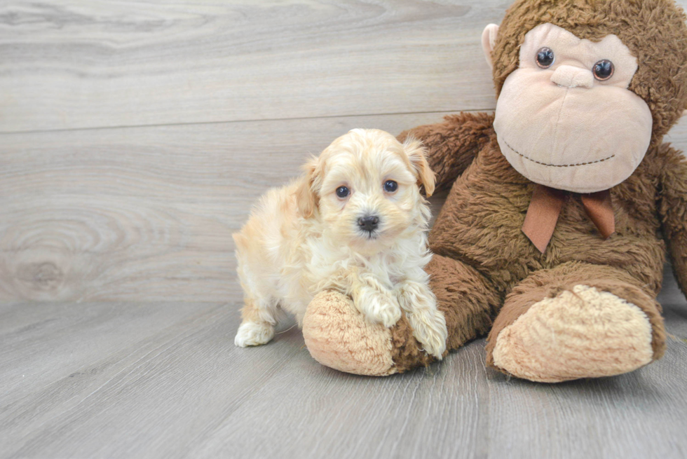 Maltipoo Pup Being Cute