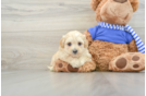 Maltipoo Puppy for Adoption