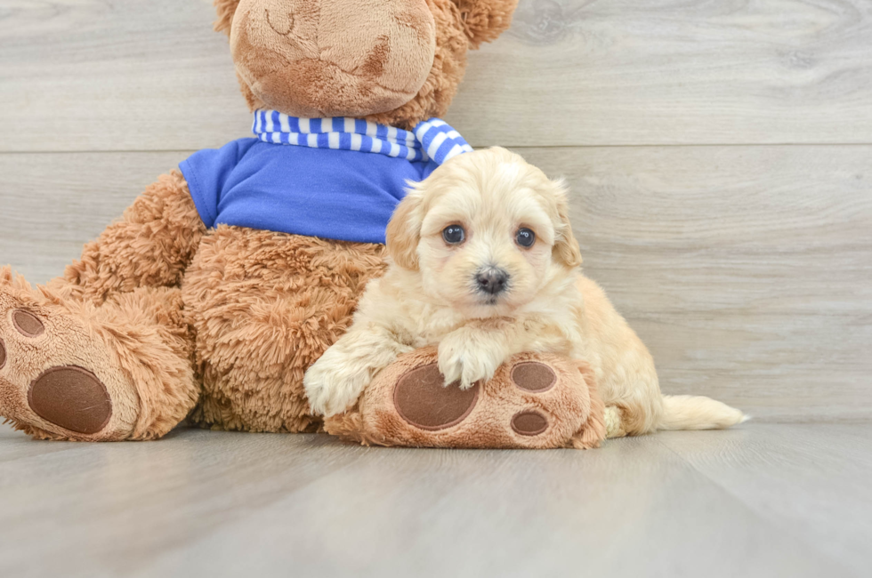 5 week old Maltipoo Puppy For Sale - Premier Pups