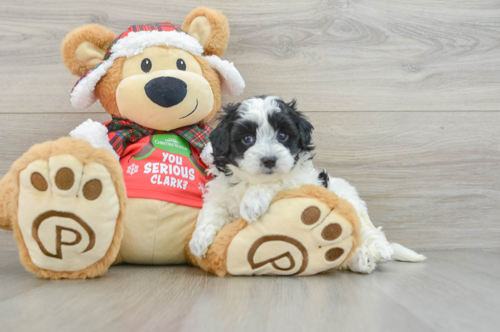 5 week old Maltipoo Puppy For Sale - Premier Pups