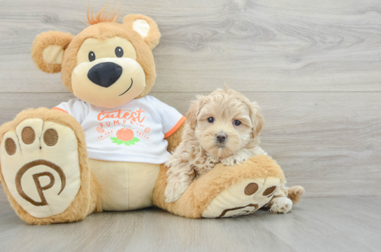 Maltipoo Puppy for Adoption