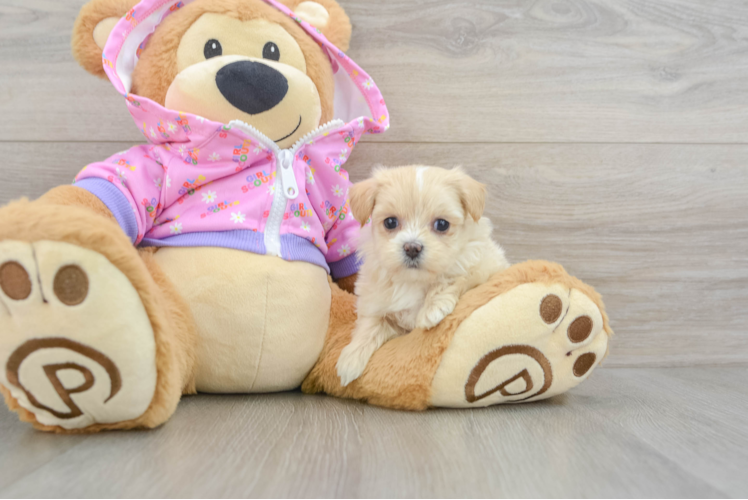 Adorable Maltepoo Poodle Mix Puppy