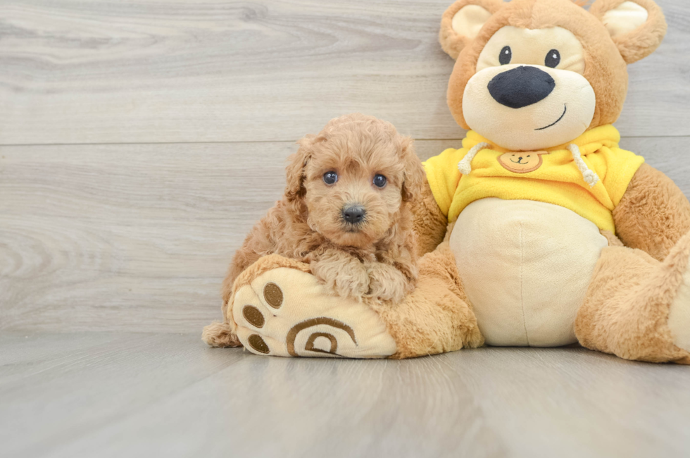 5 week old Maltipoo Puppy For Sale - Premier Pups