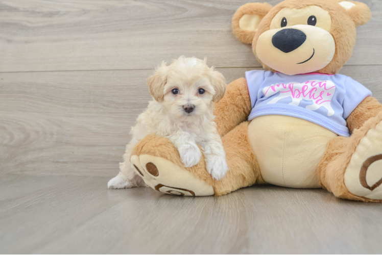 Happy Maltipoo Baby