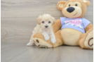 Happy Maltipoo Baby