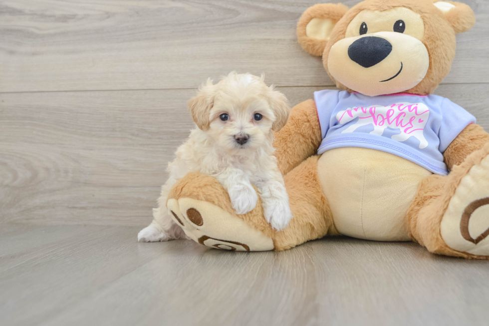 Happy Maltipoo Baby