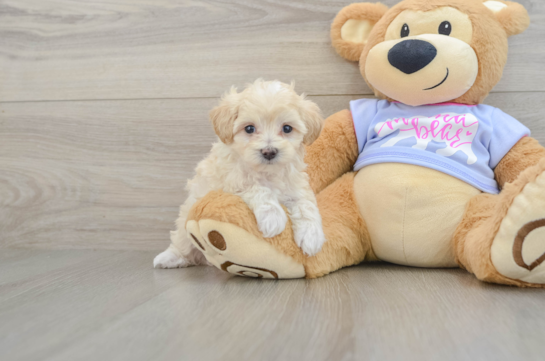 Happy Maltipoo Baby