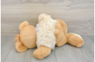 Hypoallergenic Malt a Poo Poodle Mix Puppy