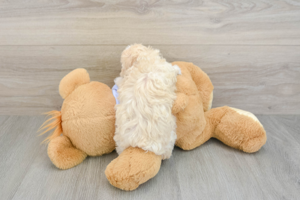 Hypoallergenic Malt a Poo Poodle Mix Puppy